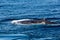 Humpback Whale surfacing and spraying water through blowhole