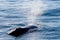 Humpback Whale surfacing and spraying water through blowhole