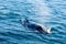 Humpback Whale surfacing and spraying water through blowhole