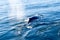 Humpback Whale surfacing and spraying water through blowhole