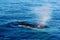 Humpback Whale surfacing and spraying water through blowhole - r