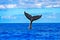 Humpback whale swimming, tail