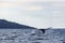 Humpback whale tail