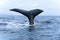 Humpback whale tail