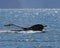 Humpback whale tail Alaska