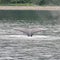 Humpback Whale Tail in Alaska Waters