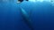 Humpback Whale tail beats diver underwater in blue Pacific ocean.