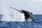 Humpback Whale Tail Breach in the Atlantic