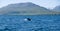 Humpback whale tail breaching, on whale watching trip, on Iceland