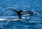 Humpback whale tail breaching, on whale watching trip, on Iceland