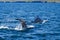 Humpback whale tail breaching, on whale watching trip, on Iceland