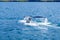 Humpback whale tail breaching, on whale watching trip, on Iceland