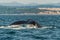 Humpback Whale Tail - British Columbia, Canada