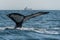 Humpback Whale Tail - British Columbia, Canada