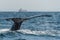 Humpback Whale Tail - British Columbia, Canada