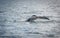 Humpback Whale tail diving with a fjord on the background