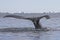 Humpback whale tail diving in waters