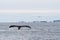 Humpback whale tail diving in the waters of the Southern Ocean o