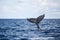 Humpback Whale Tail Fin