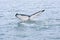 Humpback Whale Tail Fin Emerging Above Ocean Surface