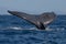 Humpback whale tail fluke