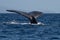 Humpback whale tail fluke