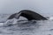 Humpback whale tail fluke