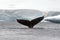 Humpback whale tail fluke in Antarctica