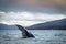 Humpback Whale Tail Fluke in the ocean in Tromso Norway