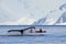 Humpback whale tail with kayak, ship, boat, showing on the dive, Antarctic Peninsula