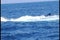 Humpback Whale Tail Lobbing