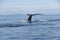 Humpback whale tail in the San Juan Islands