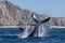 Humpback whale tail slapping in front of whale watching boat in cabo san lucas mexico