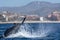 Humpback whale tail slapping in front of whale watching boat in cabo san lucas mexico