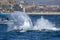 Humpback whale tail slapping in front of whale watching boat in Cabo San Lucas Mexico