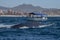 Humpback whale tail slapping in front of whale watching boat in cabo san lucas mexico