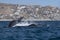 Humpback whale tail slapping in front of whale watching boat in cabo san lucas mexico