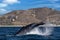 Humpback whale tail slapping in front of whale watching boat in cabo san lucas mexico