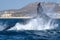 Humpback whale tail slapping in front of whale watching boat in cabo san lucas mexico