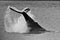 Humpback whale tail splash in black and white