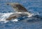 Humpback Whale Tail Splashing