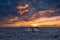 Humpback whale tail at sunset.