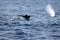 Humpback whale tale in Atlantic near Boston