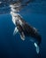 Humpback Whale in Tonga