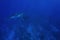 Humpback whale underwater with man in apnea