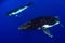 Humpback whale underwater in Moorea French Polynesia