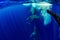 Humpback whale underwater in Moorea French Polynesia