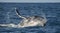 Humpback whale in the water. Madagascar. St. Mary`s Island.