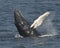 Humpback whale waving