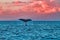 Humpback whale waving its flule at whale watchers at sunset near Lahaina on Maui.